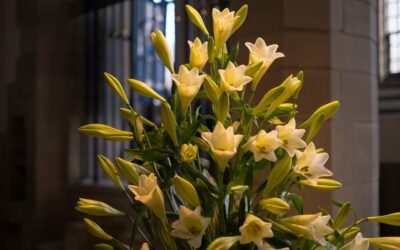Easter Lillies 2026